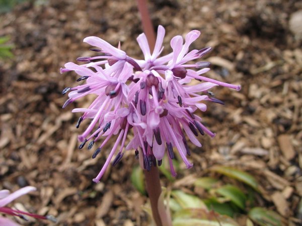 Heloniopsis orientalis