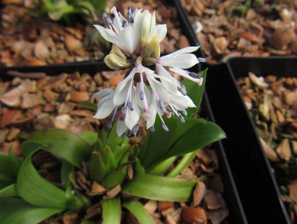 Heloniopsis orientalis var. breviscapa BSWJ 5873