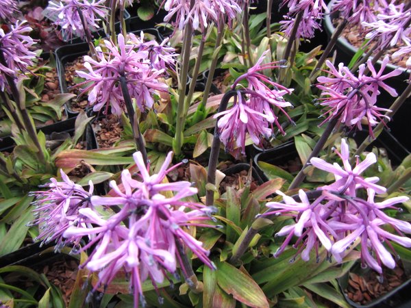 Heloniopsis orientalis - Dark Flower