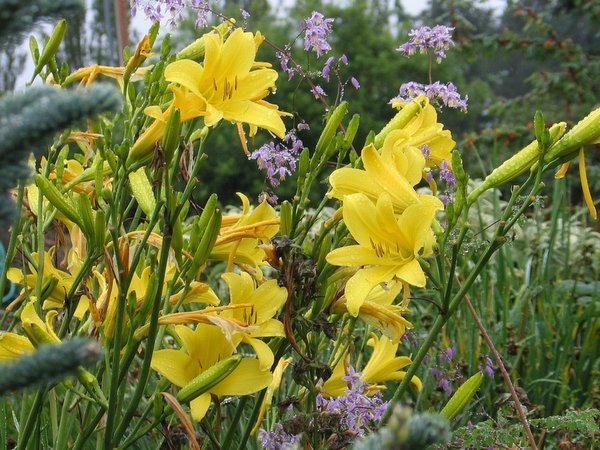 Hemerocallis 'Thelma Perry'