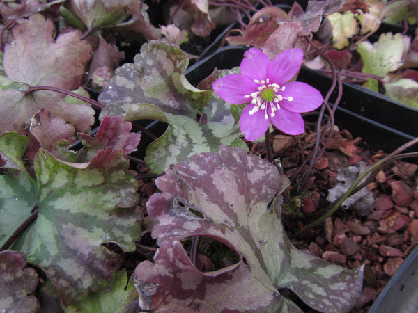Patterened leaves and a single purple flower of Hepatica nobilis 'Cremar'