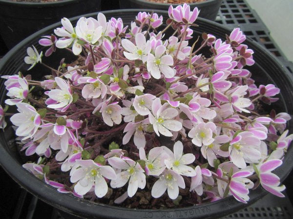A large pot of white Hepatica yamatutai flowers with pink on the backs of the petals