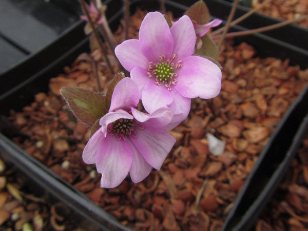 closeup of two pink flowers of Hepatica nobilis