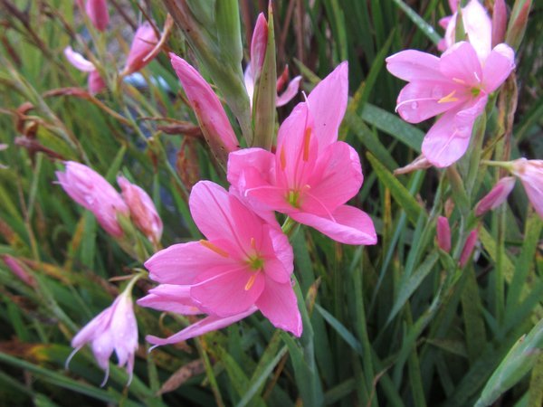 Hesperantha coccinea 'Big Mama' (syn. Schizostylis)