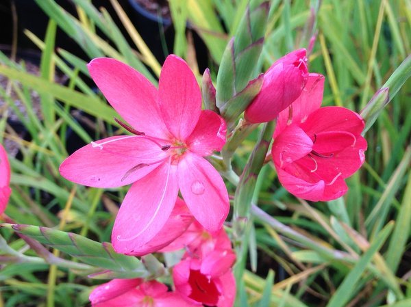 Hesperantha coccinea 'November Cheer'