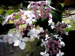 Hydrangea kwangsiensis FMWJ 13187