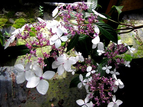 Hydrangea kwangsiensis FMWJ 13187