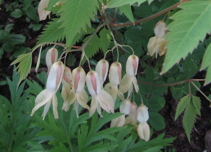 A closeup of white dangling flowers of Ichtyoselmis macrantha