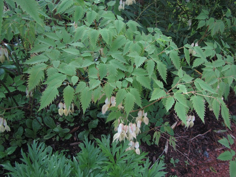 A bush of Ichtyoselmis macrantha with serrated leaves and dangling white flowers