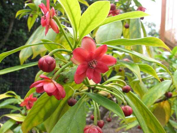 Illicium henryi