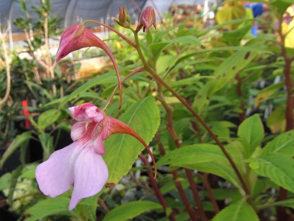 Impatiens flanaganae