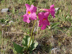 Incarvillea forrestii KGB 43