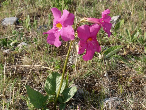 Incarvillea forrestii KGB 43