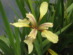 Iris foetidissima 'Citrina'