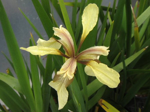 Iris foetidissima 'Citrina'