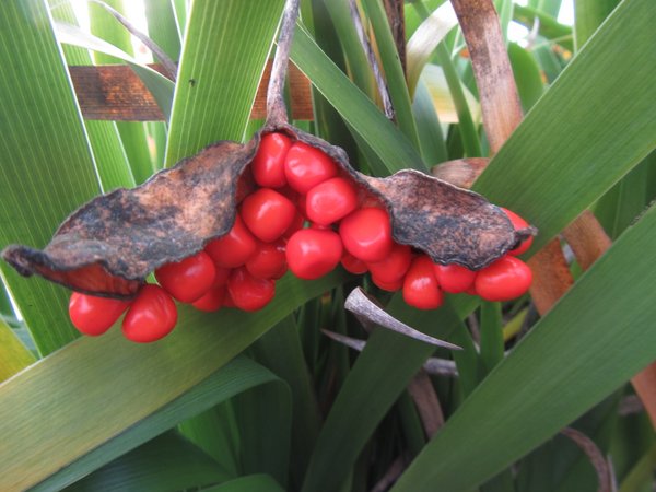 Iris foetidissima 'Citrina'