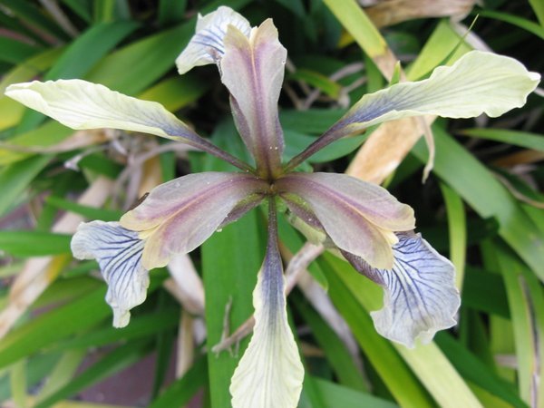 Iris foetidissima