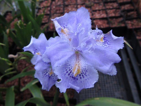 Iris japonica - small form