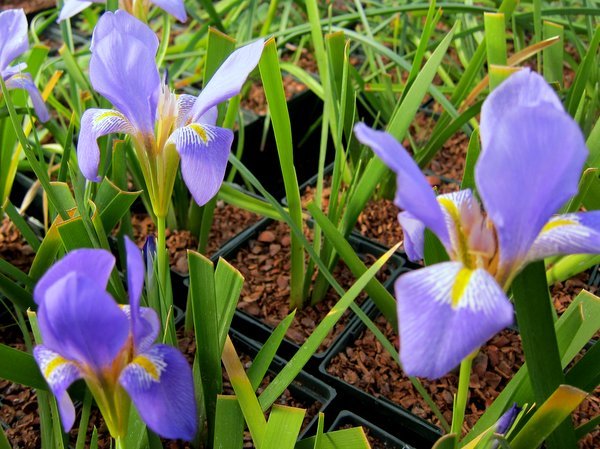Three blue-purple flowers of Iris lazica