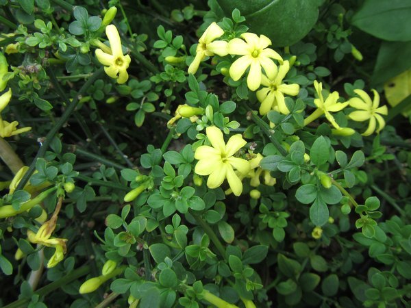 Jasminum parkeri