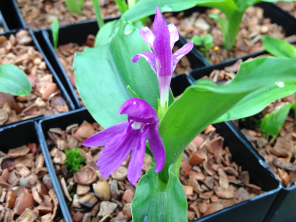 Roscoea tibetica MD 12-64