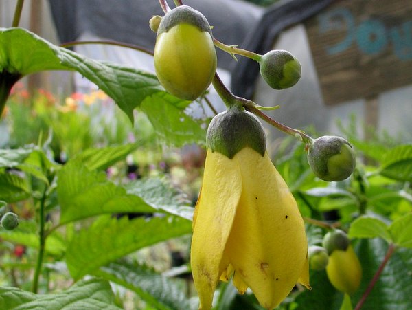 Kirengeshoma palmata