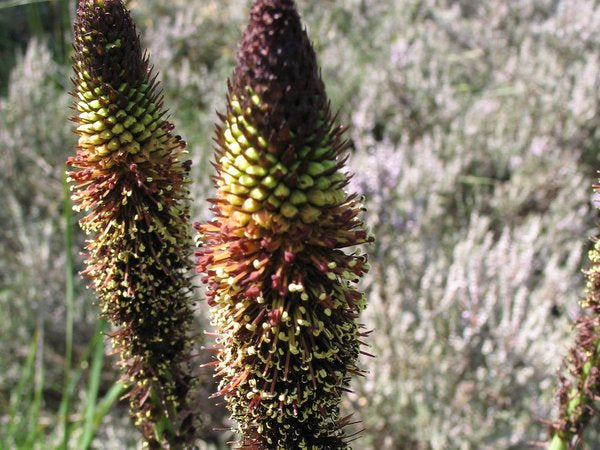 Kniphofia brachystachya