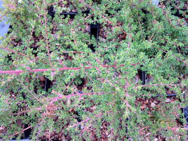 Kunzea badjaensis 'Badja Carpet' (Previously as K. capitata)