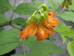 Lathyrus aureus