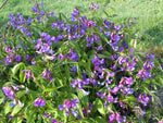 Purple and blue pea flowers of Lathyrus vernus