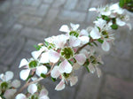 Leptospermum rupestre 'Highland Pink'