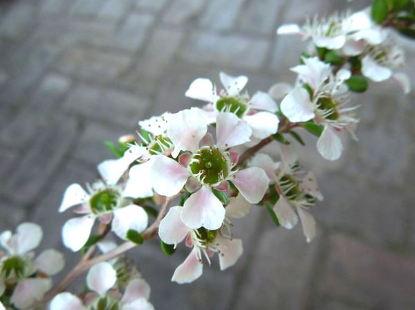 Leptospermum rupestre 'Highland Pink'
