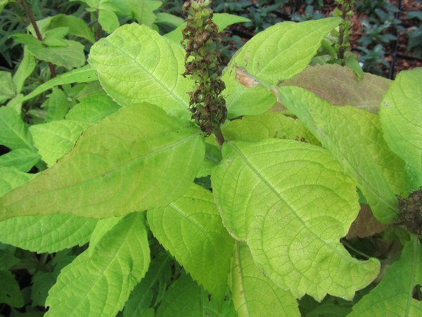 Leucosceptrum japonicum 'Golden Angel'