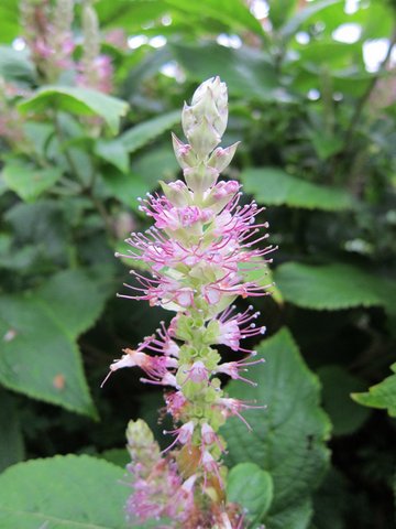 Leucosceptrum stellipilum
