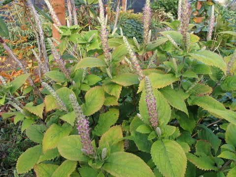 Leucosceptrum stellipilum