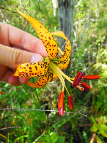 Lilium iridollae