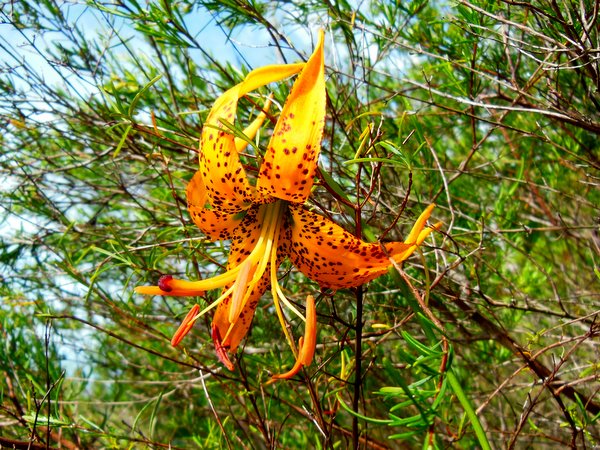 Lilium iridollae