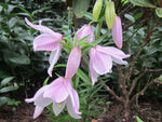 Lilium mackliniae - pink form