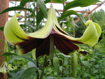 Lilium nepalense