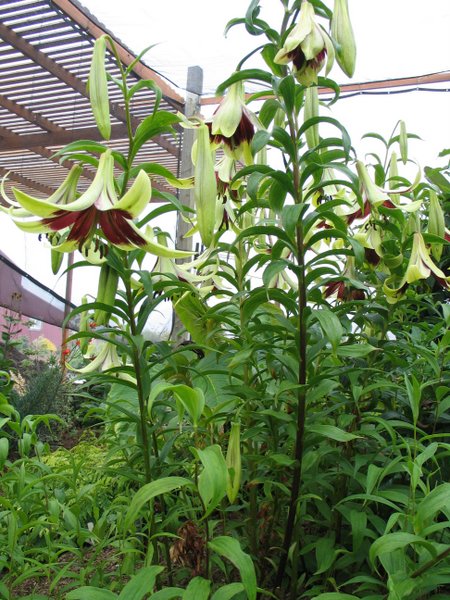 Lilium nepalense