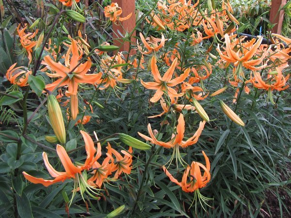 Lilium rosthornii