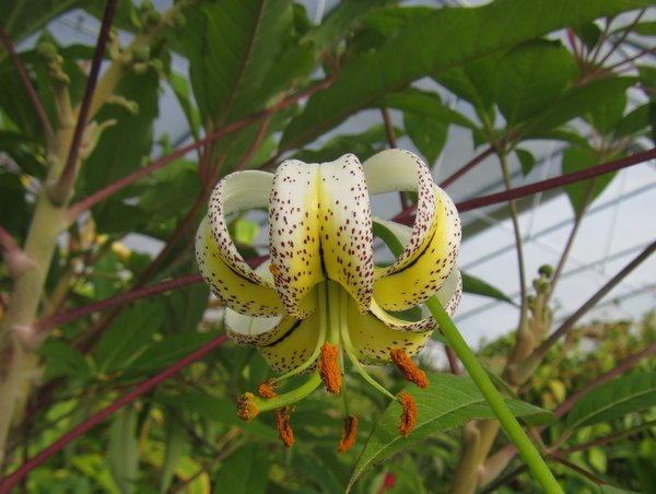 Lilium taliense CGG 14071
