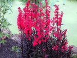 Lobelia cardinalis 'Queen Victoria'