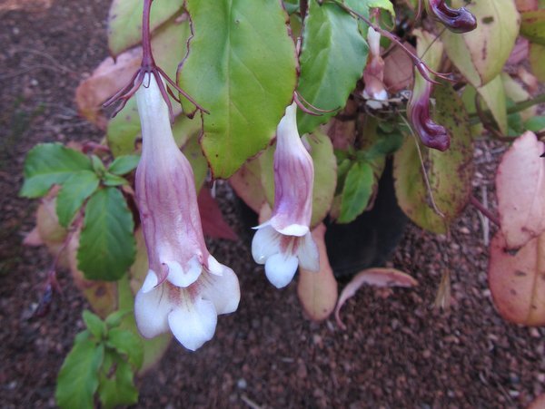 Lysionotus petelotii