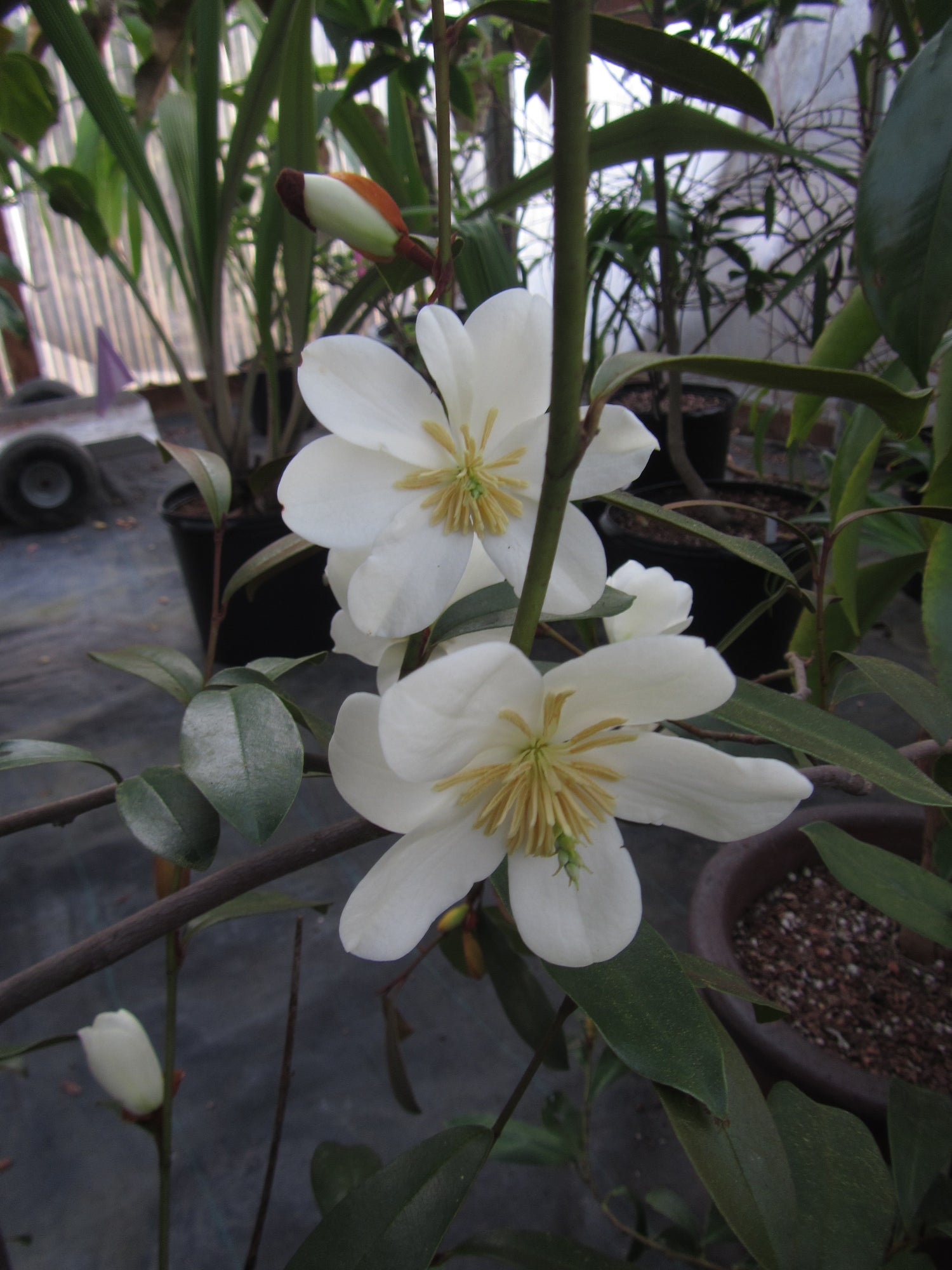 Magnolia laevifolia 'Copperstop'