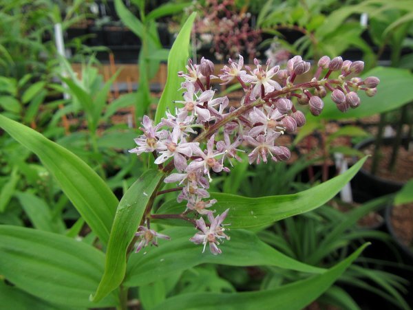 Maianthemum scilloideum BSWJ10407
