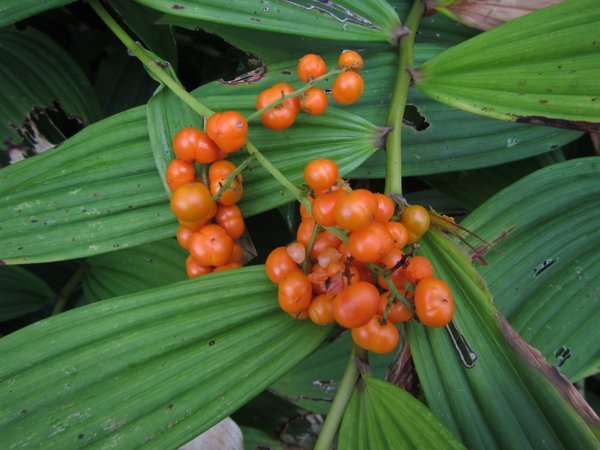 Maianthemum tatsienense