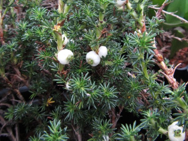 Margyricarpus pinnatus