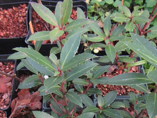 Maytenus magellanica
