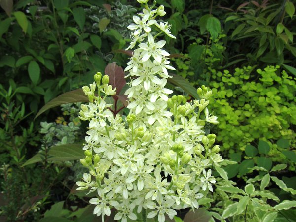 Veratrum virginicum (syn. Melanthium)